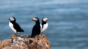 At Skaftafell National Park you can sight puffin birds