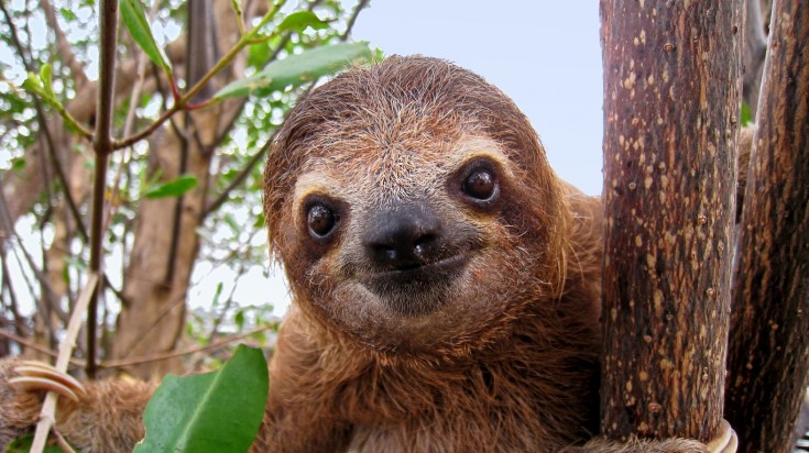 Sloth in Cahuita, Costa Rica