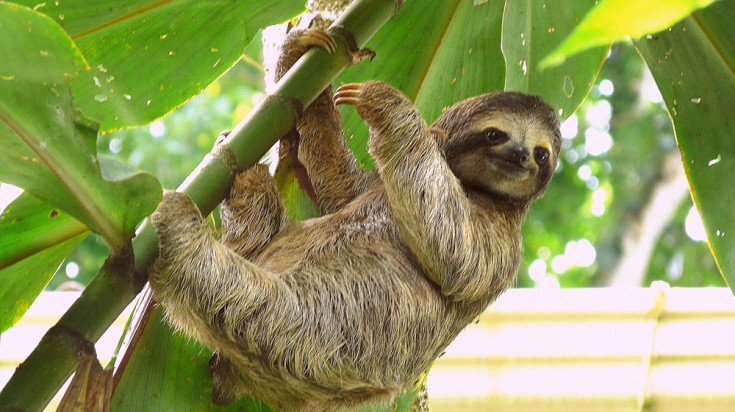 Brown-throated sloth in Costa Rica