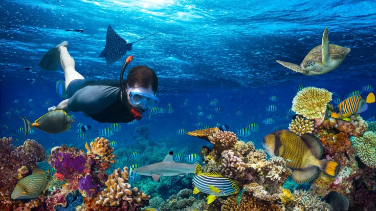 A man snorkeling in the Maldives among fishes and coral reefs.