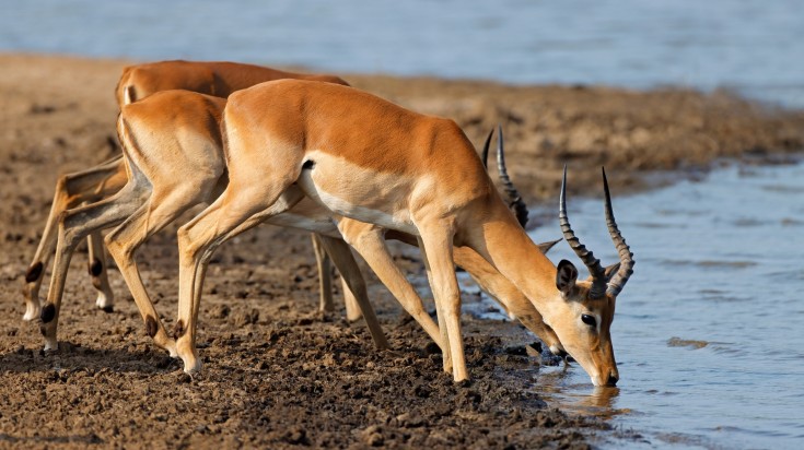 Impala antelopes drinking water in Kruger National Park.