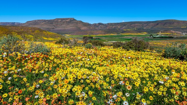 Namaqualand daisies in full bloom during flower season in South Africa.