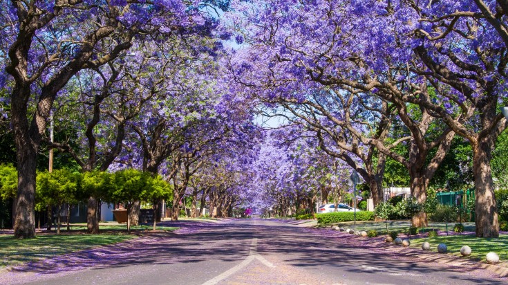 A street in Pretoria lined with beautiful purple Jacaranda trees.