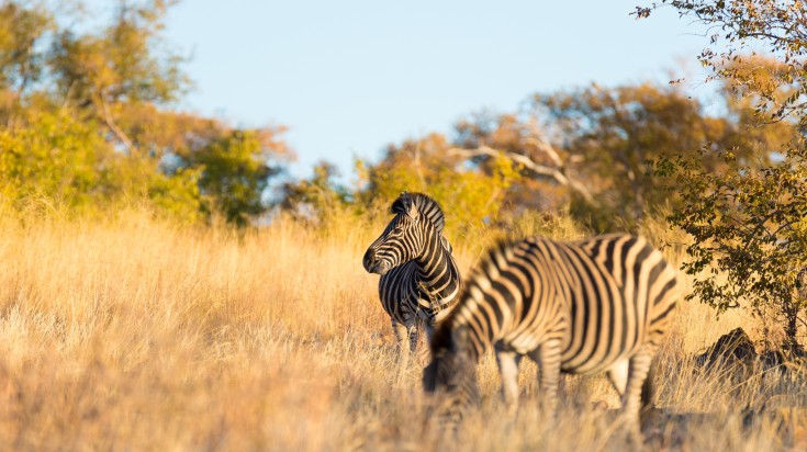 A herd of zebras in Kruger National Park in South Africa in June.