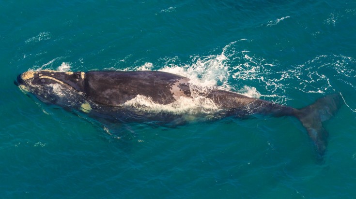 An adult whale off the water in St Lucia, South Africa.