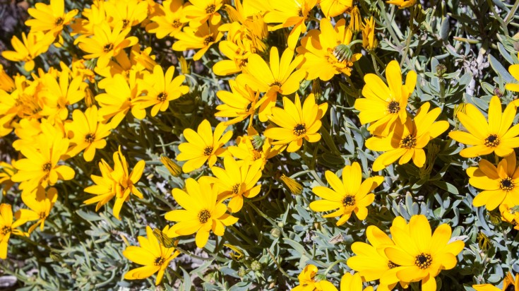 Springtime in the Goegap Nature Reserve in Namaqualand.