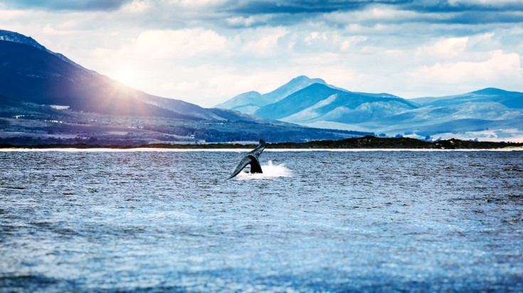 Whale tail in the Atlantic ocean near Hermanus city.