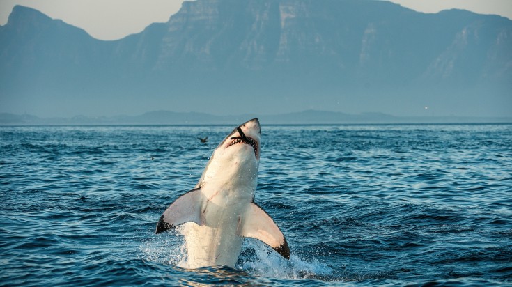 Shark Cage diving in South Africa