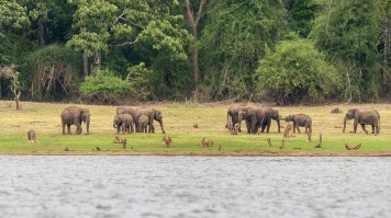 bandipur national Park in South India