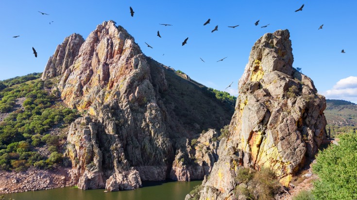 A nest of a colony of black vultures in Monfragüe National Park