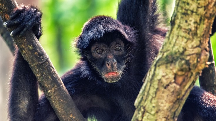 Spider monkeys can be seen jumping from one tree branch to another