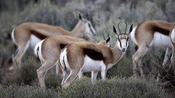 A herd of Springbok grazing in the fields at Aquila Private Game Reserve