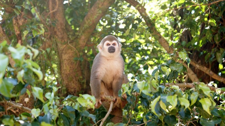 Manuel Antonio National Park is well known for different species of monkeys