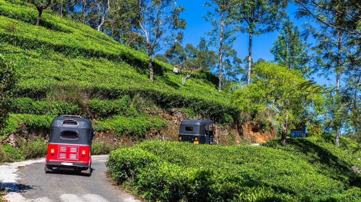 Tea estates in Sri Lanka in February