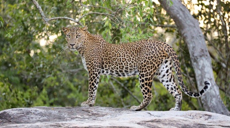 Leopard in Yala national park