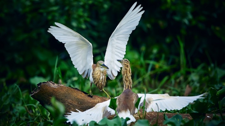 Duel of two Indian pond herons in Sri Lanka in September