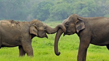 Elephant at Yala National Park in Sri Lanka