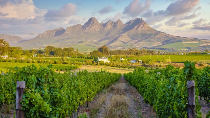 Vineyard landscape at sunset with mountain in Stellenbosch.