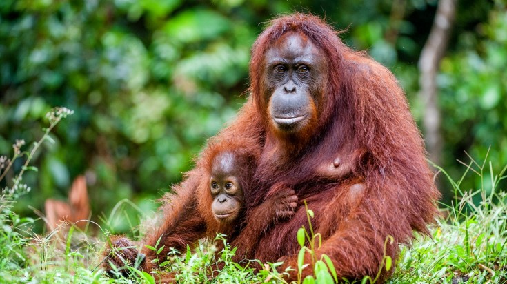 Sumatra is an Indonesian island with a large population of orangutans.