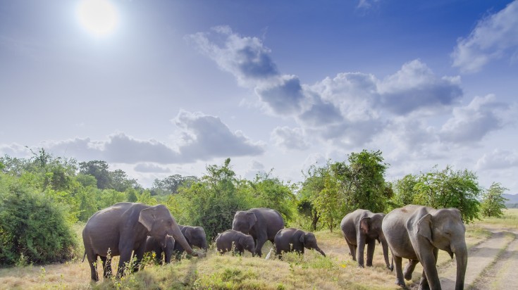 Asian elephants in Minneriya National Park during summer in Sri Lanka.