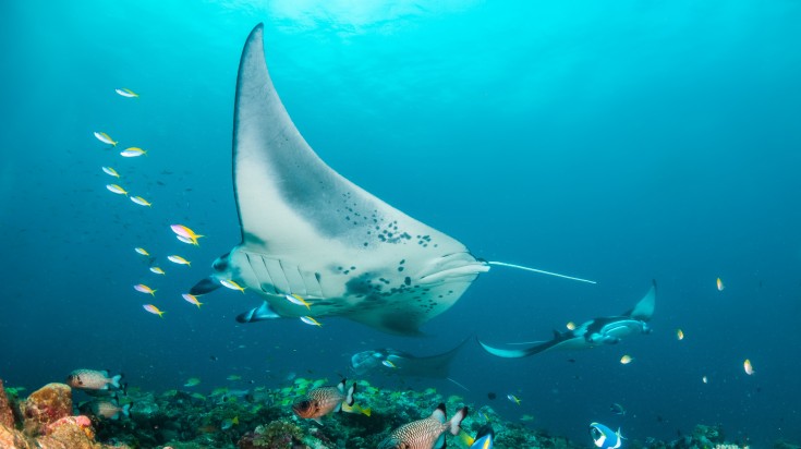 Manta Ray swimming among corals, one of the top 10 things to do in Maldives Manta Ray swimming among corals, one of the top 10 things to do in Maldives