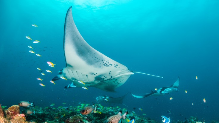 Manta Ray swimming among corals, one of the top 10 things to do in Maldives