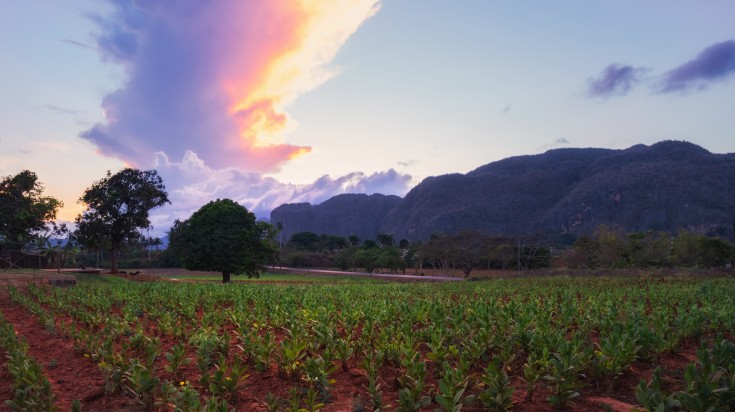 Tabacco field in Viñales during winter.