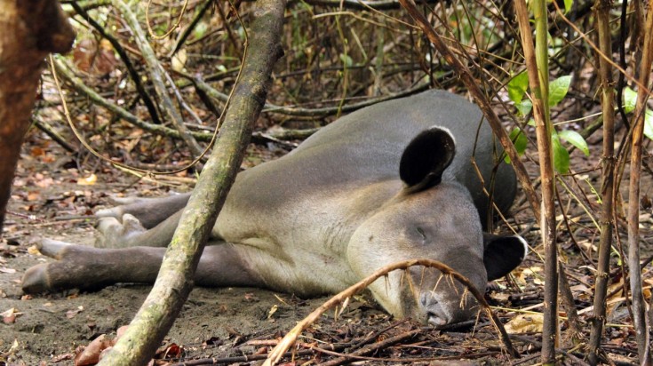 Osa Peninsula's Corcovado is a habitat for a lot of rare animals.