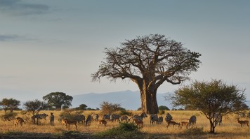 The Tarangire giant Baobab tree