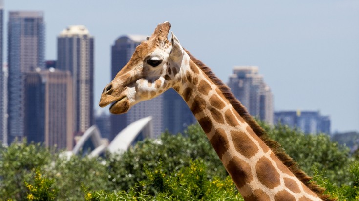 Taronga Zoo is a must go to place in Sydney