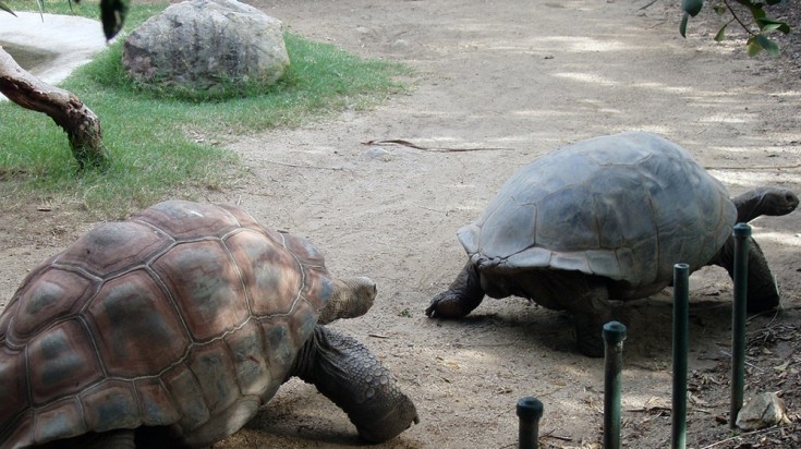 Visit the Taronga Zoo in Sydney and spend an entire day witnessing a diverse range of animals from reptiles, mammals and birds to Australia's native marsupials. The Taronga zoo is a contrast to the skyscrapers of Sydney.