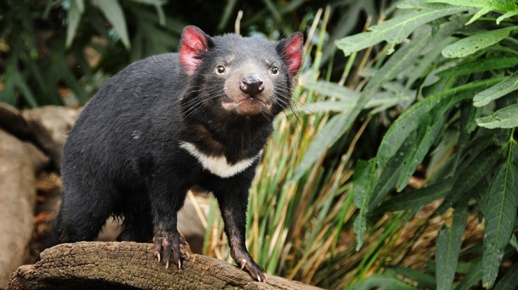 Witness the infamous Tasmanian Devil when in Hobart.