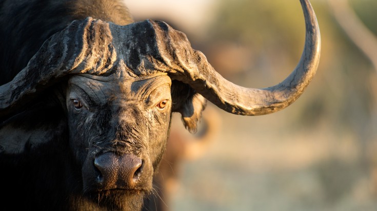 Cape Buffaloes are one of the big five animals in Africa.