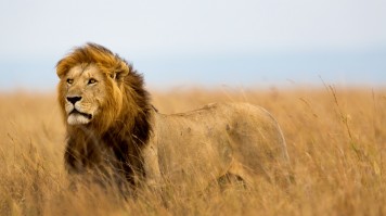 African Lion is one of the big five animals