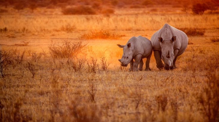 Rhinocerous is one of the big five animals in Africa, and for good reasons