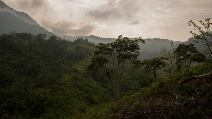 A view of the forest on the Lost City trek in Colombia