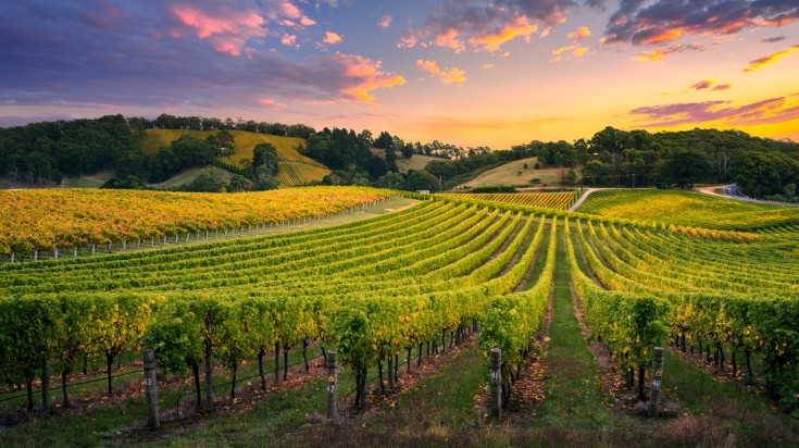 Things to do in Adelaide in Barossa valley