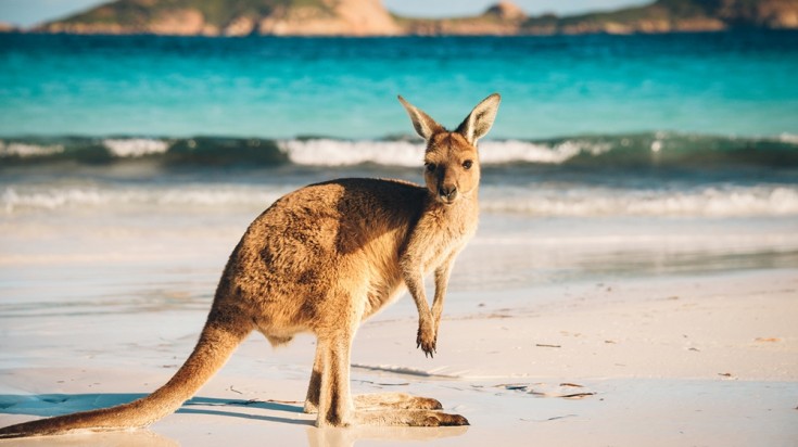 Things to do in Adelaide Kangaroo Island