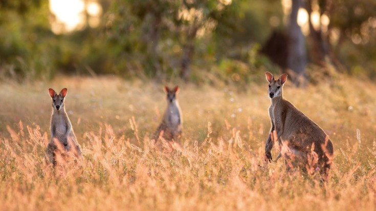 Do not miss the outback when in Australia