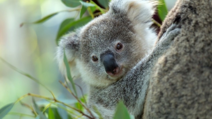 Things to do in Brisbane cuddle a koala