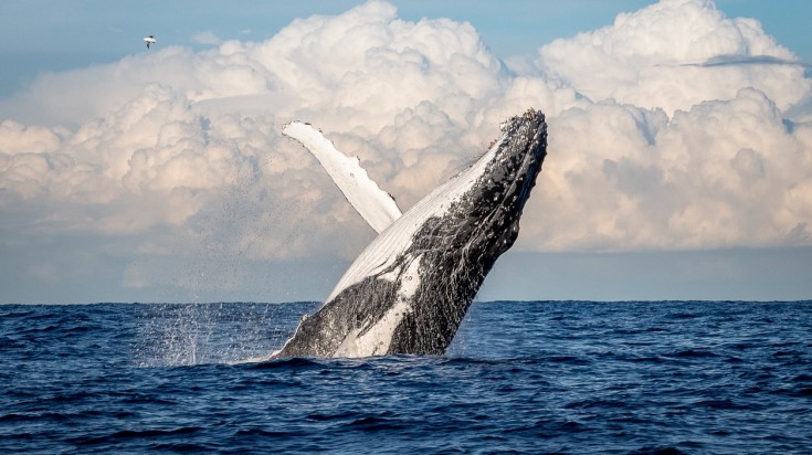 Things to do in Brisbane whale watching