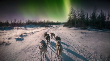 Witness the Northern lights in Canada as you are pulled on a husky-sledge