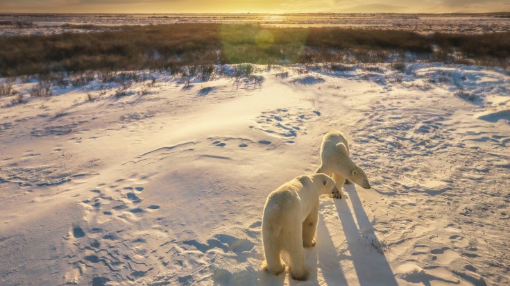 Polar bear sighting in Manitoba, Canada