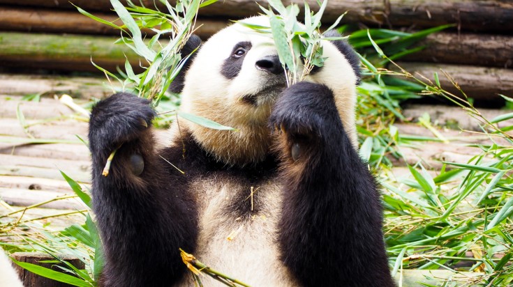 One of the best things to do in China is to observe the cute pandas