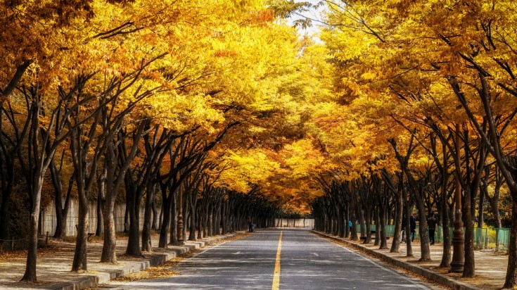 An amazing thing to do in South Korea is to cycle around the country