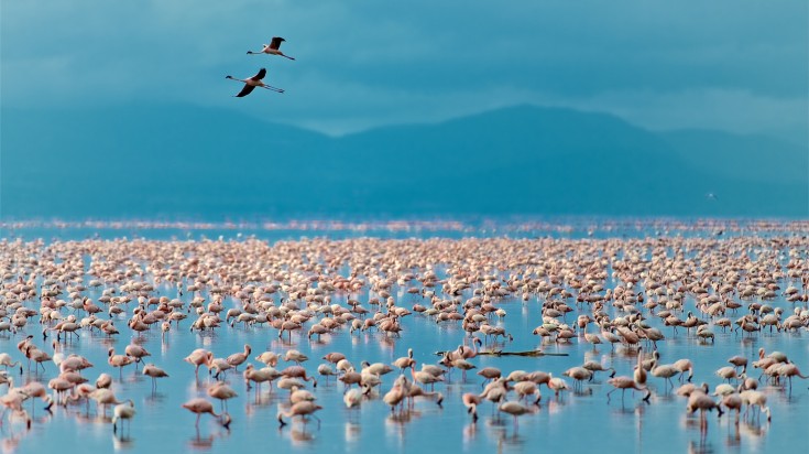 Thousands of flamingos in Lake Manyara.