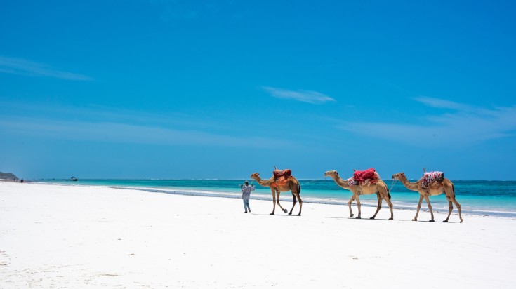 Three camels and a man on a Kenya beach during June.