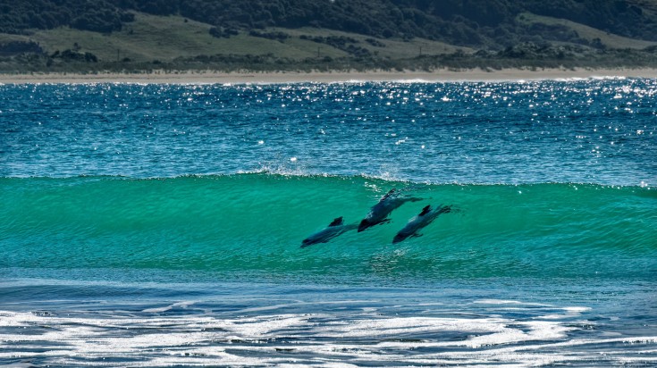 Three hector dolphins spotted in Porpoise Bay of The Catlins.