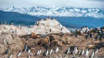 King Coromorant colony and sea lions sits on the island of Beagle Channel.