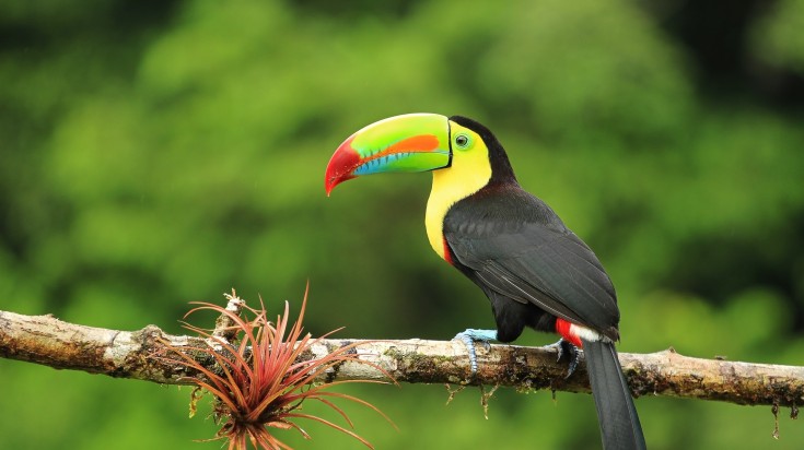 Close up of colorful keel-billed toucan bird in Costa Rica.